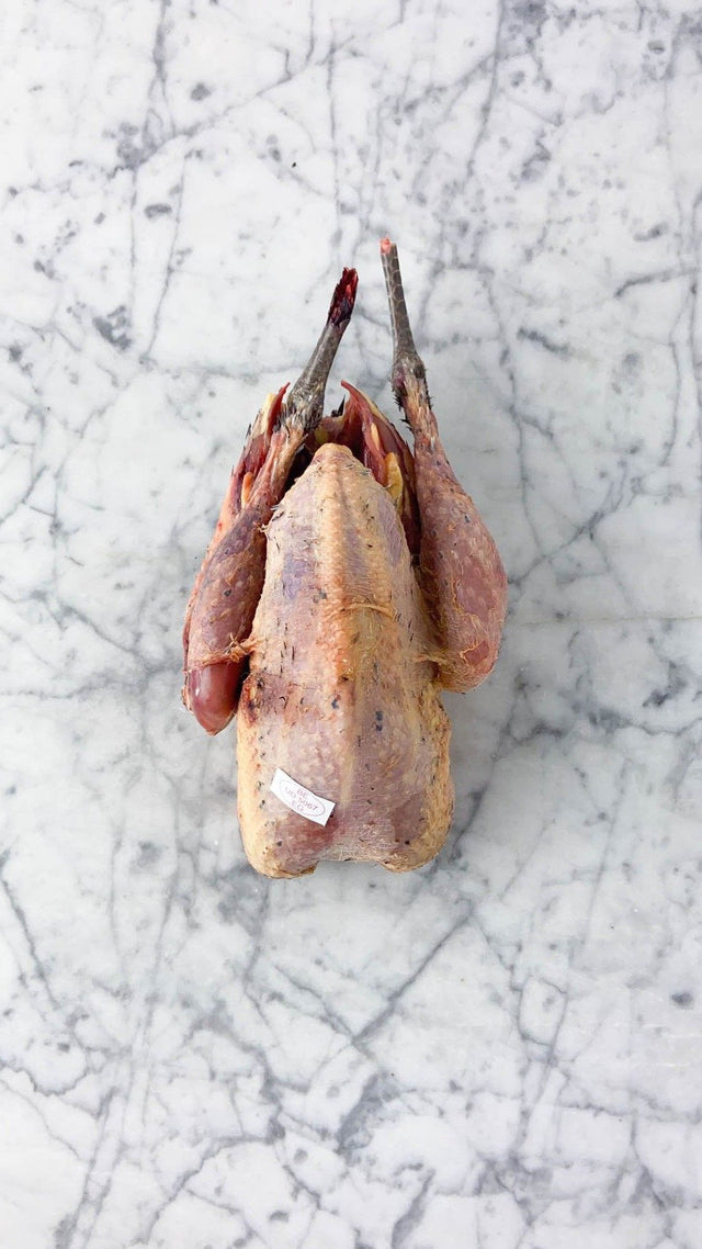 Pheasant rooster