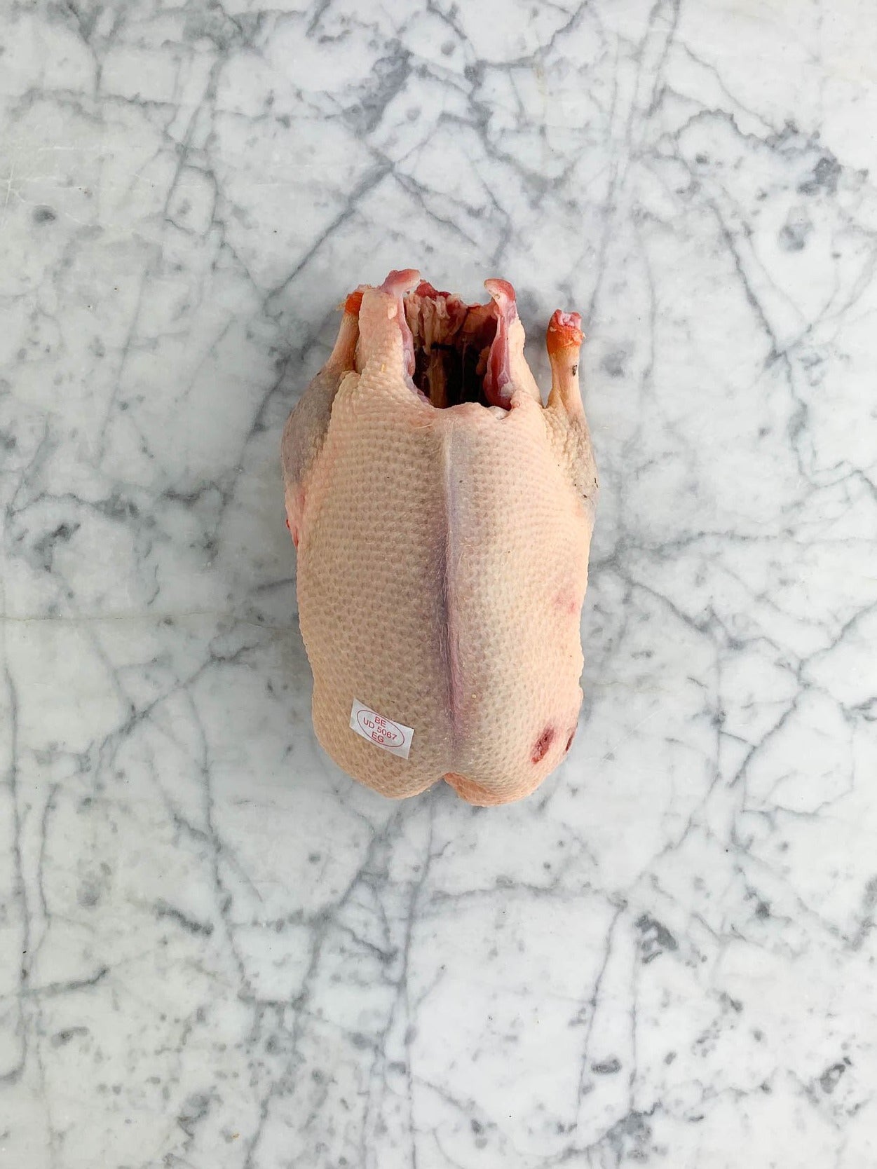 Canard sauvage