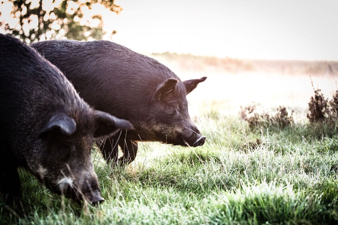 PORC MÉNAPIEN : saucisse fermière aux herbes, coupée à la main
