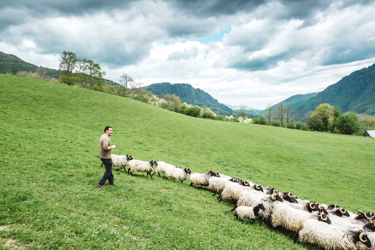 Melklam uit de Pyreneeën
