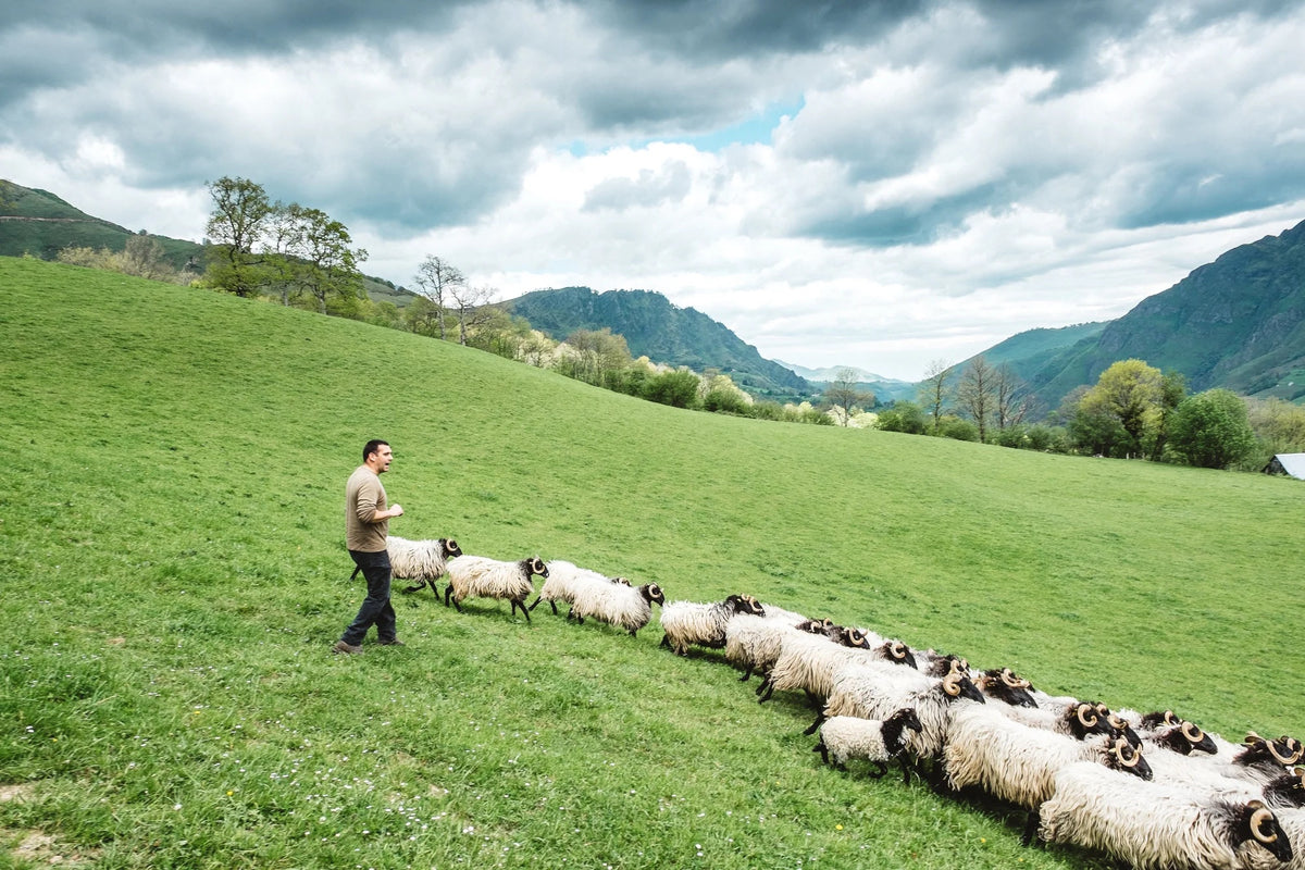Schapenherder met zijn kudde in de Pyreneeën