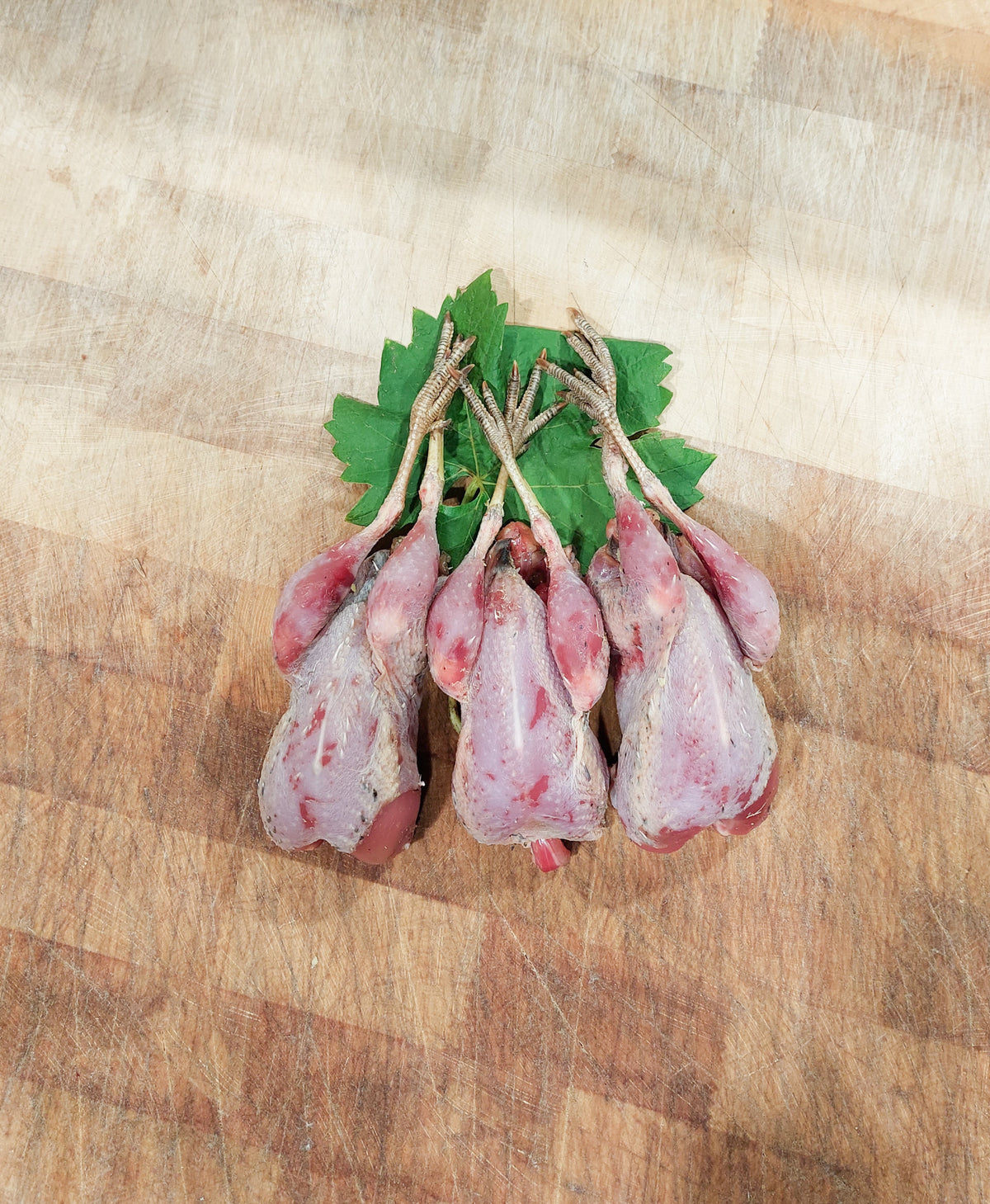 Partridge
