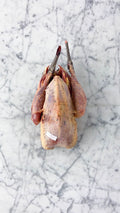 Pheasant rooster