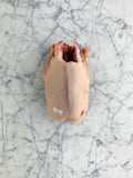 Wild duck