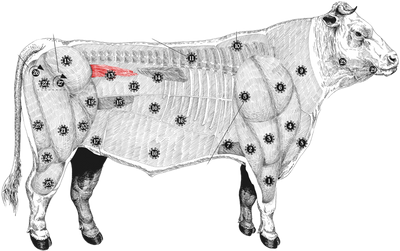 Filet pur Holstein meatmap