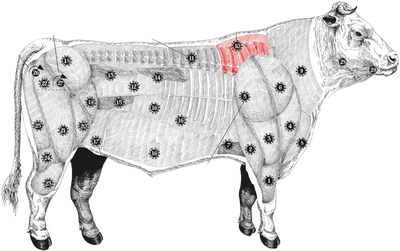 Aged Holstein Tomahawk meatmap